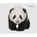 Defender Коврик для компьютерной мыши Wild Animals 220x180x2 мм, 8 видов Defender Коврик для компьютерной мыши Wild Animals 220x180x2 мм, 8 видов
